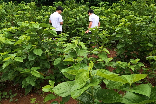 桑树种植地参观图.jpg