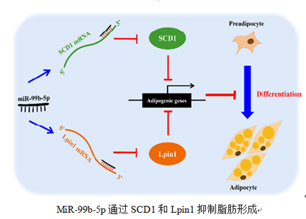 图片2_副本.png