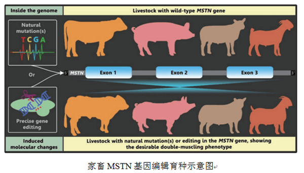 基因编辑育种图_副本.png