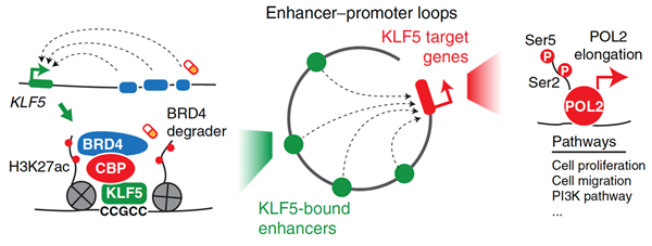 1 Liu Yanli et al, Cancer Research 2020_副本.png