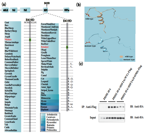 图3 麝香牛和驯鹿HIF2A的趋同氨基酸替换_副本.png